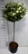Лох серебристый "Compacta" 175/38 (Nieuwkoop Europe) 44257 - фото 106587