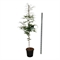 Бук европейский "Aspleniifolia" 210/40 (Nieuwkoop Europe) 44391 - фото 106720