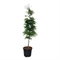 Бук европейский "Aspleniifolia" 260/50 (Nieuwkoop Europe) 44392 - фото 106721