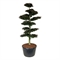 Бук европейский "Atropunicea" 270/91 (Nieuwkoop Europe) 44394 - фото 106723