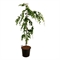 Бук европейский "Pendula" 210/50 (Nieuwkoop Europe) 44402 - фото 106731
