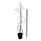 Бук европейский "Pendula" 210/40 (Nieuwkoop Europe) 44404 - фото 106733