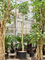 Фикус бенгальский "Audrey" (500-525) (Nieuwkoop Europe) 44513 - фото 106841