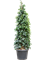 Фикус бенджамина "Danielle" 210/52 (Nieuwkoop Europe) 44530 - фото 106858