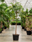 Фикус биннендийка "Amstel King" 250/60 (Nieuwkoop Europe) 44538 - фото 106866