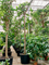 Фикус лировидный (лирата) 450/88 (Nieuwkoop Europe), 44548 44548 - фото 106876