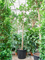Фикус лировидный (лирата) 450/88 (Nieuwkoop Europe), 44551 44551 - фото 106879
