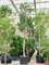 Фикус лировидный (лирата) 350/88 (Nieuwkoop Europe) 44555 - фото 106883