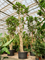Фикус лировидный (лирата) 750/110 (Nieuwkoop Europe) 44556 - фото 106884