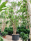 Фикус лировидный (лирата) 700/122 (Nieuwkoop Europe) 44565 - фото 106893