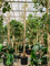 Фикус биннендийка "Alii" 555/70 (Nieuwkoop Europe) 44851 - фото 107089