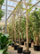 Фикус биннендийка "Alii" 560/70 (Nieuwkoop Europe) 44856 - фото 107094