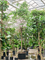 Фикус биннендийка "Amstel King" 450/96 (Nieuwkoop Europe) 44861 - фото 107099
