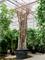 Фикус биннендийка "Amstel King" 500/155 (Nieuwkoop Europe) 44862 - фото 107100