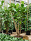 Фикус лировидный (лирата) 260/55 (Nieuwkoop Europe) 44878 - фото 107116