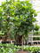 Фикус лировидный (лирата) 320/80 (Nieuwkoop Europe) 44883 - фото 107121