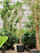 Фикус лировидный (лирата) 625/100 (Nieuwkoop Europe) 44884 - фото 107122
