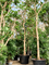 Фикус лировидный (лирата) 640/100 (Nieuwkoop Europe) 44885 - фото 107123