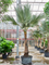 Латания лонтароидная 400/95 (Nieuwkoop Europe) 44905 - фото 107143