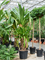 Панданус дубиус 300-350 см (Nieuwkoop Europe) 44924 - фото 107162