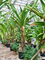 Панданус дубиус 400/65 (Nieuwkoop Europe) 44925 - фото 107163
