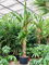 Панданус дубиус 460/80 (Nieuwkoop Europe) 44926 - фото 107164