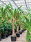 Панданус дубиус 430/70 (Nieuwkoop Europe) 44927 - фото 107165