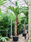 Панданус дубиус 480/85 (Nieuwkoop Europe) 44928 - фото 107166