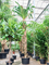 Панданус дубиус 570/85 (Nieuwkoop Europe) 44929 - фото 107167