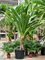 Панданус дубиус 250/55 (Nieuwkoop Europe) 44930 - фото 107168