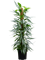Филодендрон "Exotica" 150/30 (Nieuwkoop Europe) 44934 - фото 107172