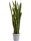 Сансевиерия трехполосная (трифасциата) "Laurentii" 120/20 (Nieuwkoop Europe) 45154 - фото 109277