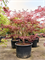 Клен дланевидный "Atropurpureum" 240/80 (Nieuwkoop Europe) 45200 - фото 109323