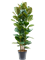 Фикус каучуконосный (эластика) "Robusta" 160/30 (Nieuwkoop Europe) 45243 - фото 109366