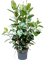 Фикус каучуконосный (эластика) "Robusta" 170/38 (Nieuwkoop Europe) 45244 - фото 109367