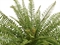 Папоротник Бостон новый Элегант куст (искусственный) Treez Collection 45562 - фото 109961