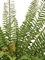 Папоротник Бостон новый Элегант куст (искусственный) Treez Collection 45562 - фото 109962