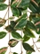 Хойя Кримсон Квин ампельная зелёно-бело-розовая искусственная (Sensitive Botanic) Treez Collection 45558 - фото 109970