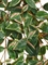 Хойя Кримсон Квин ампельная зелёно-бело-розовая искусственная (Sensitive Botanic) Treez Collection 45558 - фото 109971