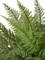 Папоротник Вудвардия средний (34 листа) искусственный Treez Collection 45561 - фото 109975