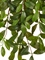 Фагрея Цейлоника зелёная ампельная большая искусственная (Sensitive Botanic) Treez Collection 45560 - фото 109977