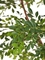 Гигантская Муррайя в-330 см сборная (искусственная) Treez Collection 45557 - фото 109980