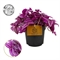 Традесканция Пинк Пародис 11/15 (GL) 45623 - фото 110057