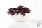 Чаша DORANT глянец овальное(Pottery Pots) 1836 - фото 11248