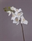 Орхидея Фаленопсис Adelaide белая (искусственная) Treez Collection - фото 13068
