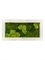 Картина из мха natural 30% ball- and 70% flat moss (искусственная) Nieuwkoop Europe - фото 14635