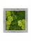 Картина из мха raw grey 30% ball- and 70% flat moss (искусственная) Nieuwkoop Europe - фото 14639