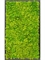 Картина из мха mdf ral 9005 satin gloss 100% reindeer moss (spring green) искусственная Nieuwkoop Europe - фото 14681