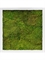 Картина из мха mdf ral 9010 satin gloss 100% flat moss (искусственная) Nieuwkoop Europe - фото 14683