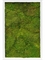 Картина из мха mdf ral 9010 satin gloss 100% flat moss (искусственная) Nieuwkoop Europe - фото 14684
